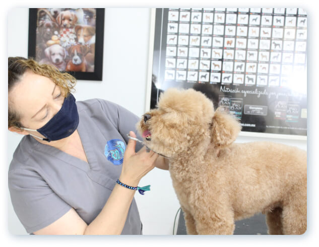 Profauna Hospital Veterinario Tijuana | Profauna Beauty